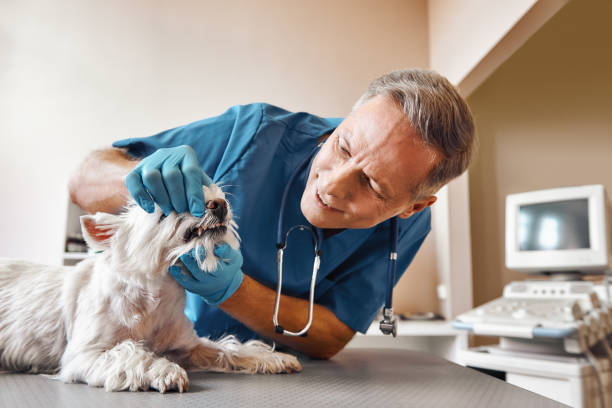 Best Emergency Dental Extractions in Decatur, IL